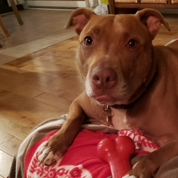 Meet your Posher, Posh - Picture 5 of 5